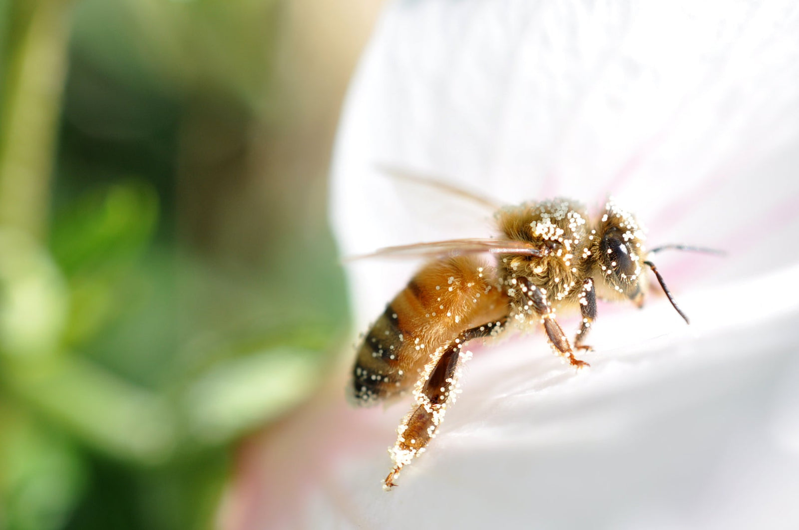 Spring at Planet Bee!