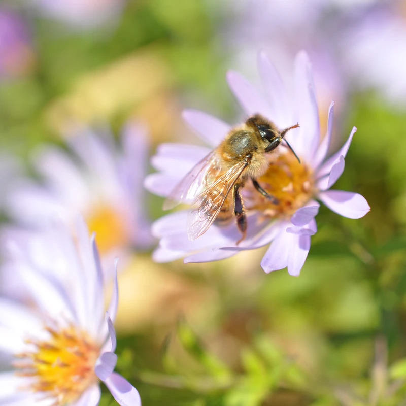 Visit Our Farm - Planet Bee Honey Farm