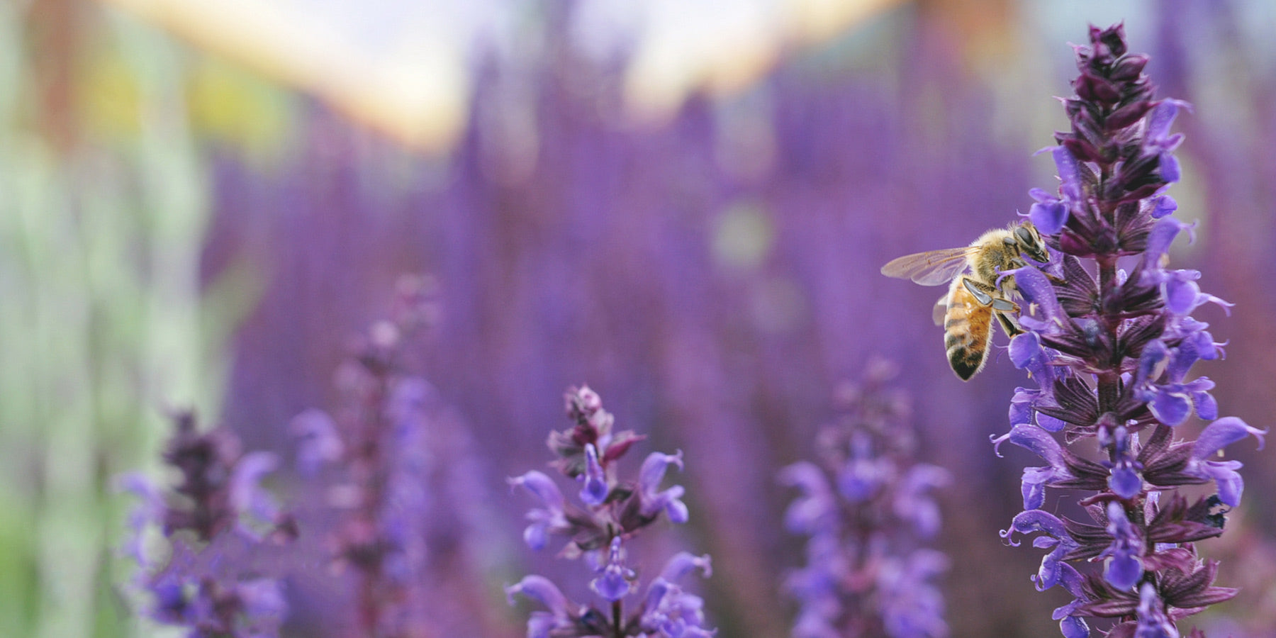 Honey Bee Farm Pollination Visit Vernon BC Canada