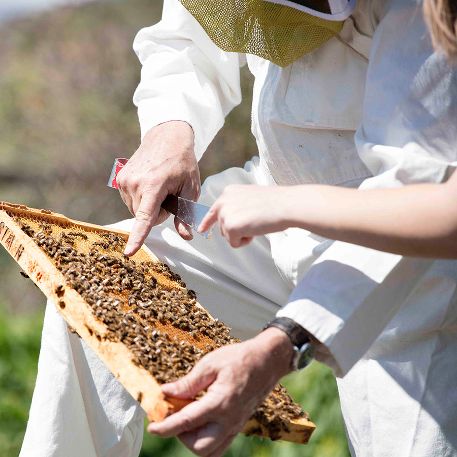 100% Raw, Pure Canadian Honey | Planet Bee Honey Farm